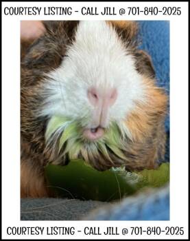 Rescue Guinea Pig Guinea Pigs for Adoption in Valley City, North Dakota - Two Sister Guinea Pigs | PetCurious